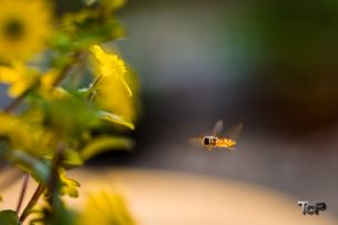 Hovering flower fly