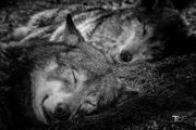 Sleeping Wolves