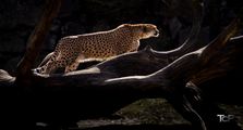 Poosing Cheetah (Color)