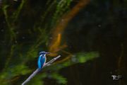 Kingfisher territory